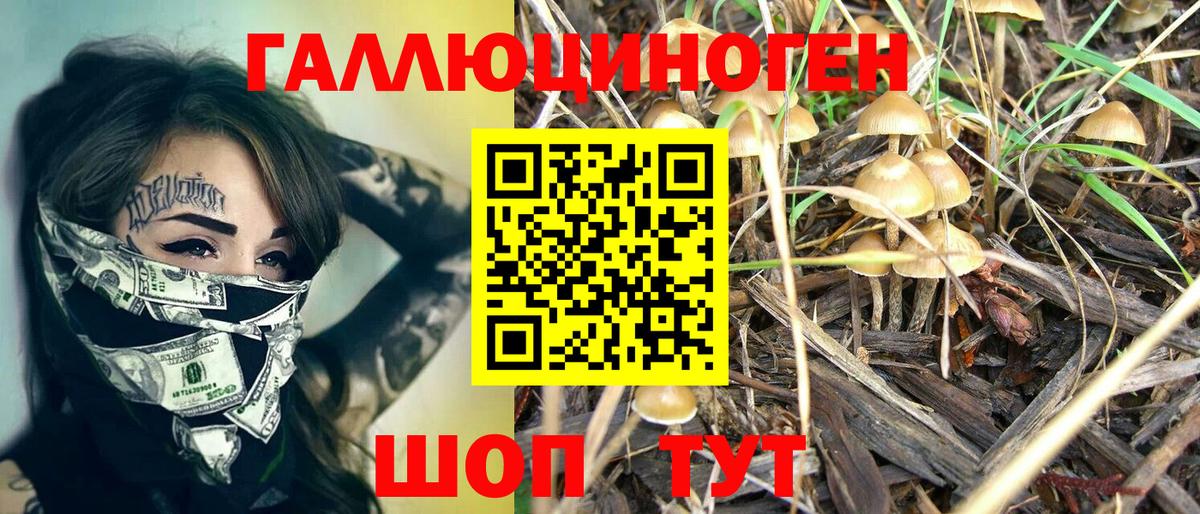 Псилоцибиновые грибы Psilocybe Дедовск